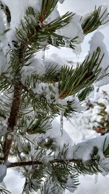 Пихта корейская Молли (abies koreana Molli) - «Пихта корейская Молли хороша  и зимой, и летом. Мой опыт выращивания. » | отзывы