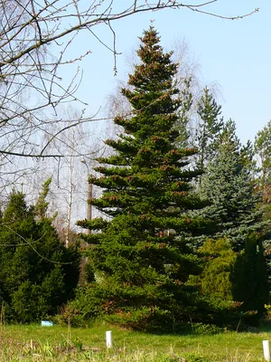 Субальпийские Пихты Зимой — стоковые фотографии и другие картинки Pinaceae  - Pinaceae, Без людей, Горизонтальный - iStock