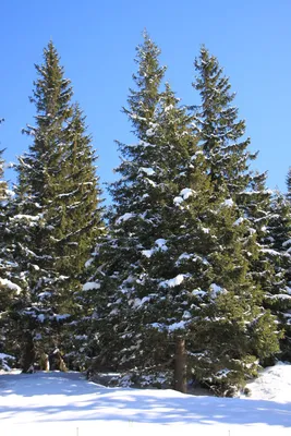 Пихта датская. Пихта Нордмана. Abies Nordmanniana. | Живые елки в  Калининграде