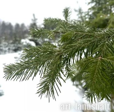 Abies nordmanniana – пихта Нордмана — излюбленное рождественское дерево  Европы — Bruns Pflanzen