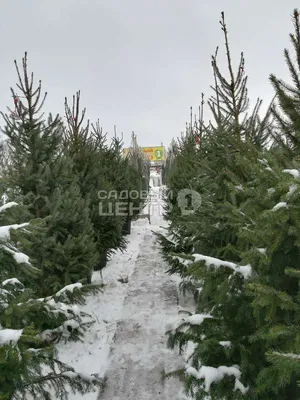 ☆Пихта новогодняя (срубленная)☆ – купить в Екатеринбурге, цена от 900 руб.