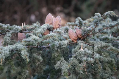 Пихта сибирская 'Abies sibirica' купить по цене 9500 рублей от питомника  саженцев и растений Центросад | Фото и консультация по уходу