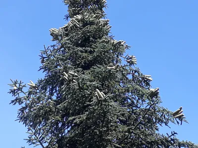 Пихта одноцветная \"Silver Blue\" (Контейнер 1,5л.)-Купить в  Санкт-Петербурге: фото и описание, отзывы, цена