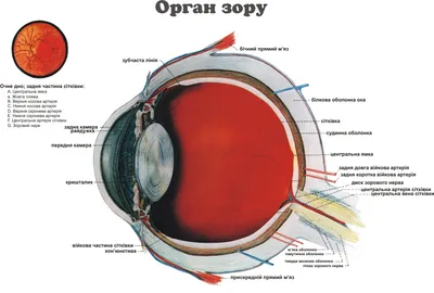 Папіломавірусна інфекція під час вагітності. (клінічний випадок) – тема  научной статьи по клинической медицине читайте бесплатно текст  научно-исследовательской работы в электронной библиотеке КиберЛенинка