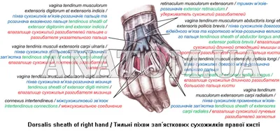 Текст песни Настя пихва, слова песни