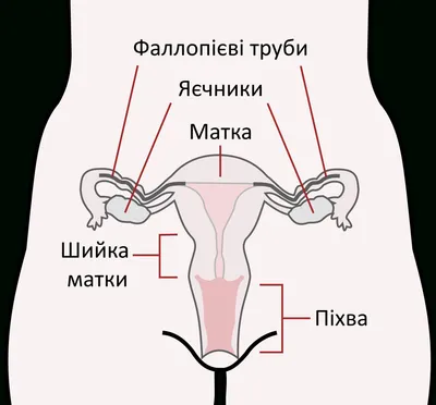 Трудности перевода / Ватные вбросы (ватные вбросы, ватная аналитика,  пандориум,) :: Я Ватник (# я ватник, ) :: разная политота :: фэндомы /  картинки, гифки, прикольные комиксы, интересные статьи по теме.