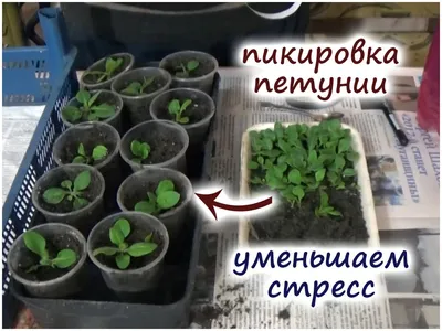 Пикируем ампельную петунию с без стресса – когда и как это делать  правильно? | Флористикс Инфо | Дзен