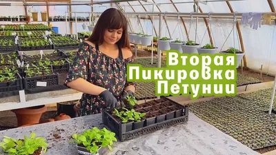 Вторая пикировка петунии - YouTube