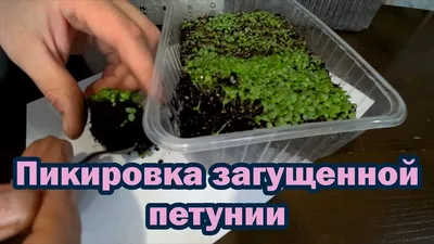 Дом🌿Сад🌿Огород🌿Рецепты🌿 on Instagram: \"Пикировка петунии🌸 Смотрю - мои  кустики петунии знатно подросли и начался дефицит питания… Вижу это по  цвету листьев (они стали светлыми, видны прожилки). Поэтому я приняла  решение поскорее пересадить