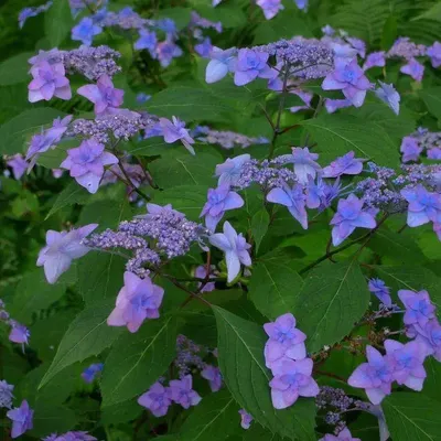 Гортензия пильчатая Miyama-yae-murasaki - Гортензия - GardenPlants