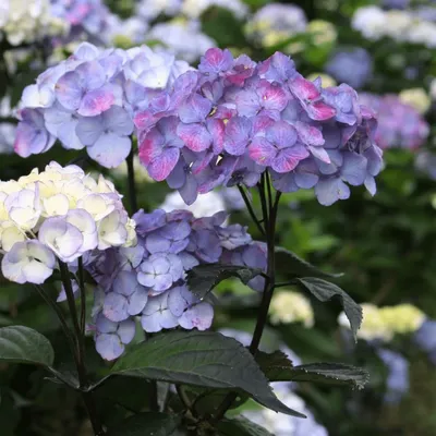 Hydrangea serrata, Гортензия пильчатая 'Блуберд'|landshaft.info