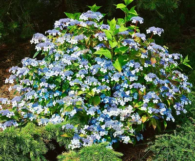 Гортензия пильчатая, hydrangea serrata