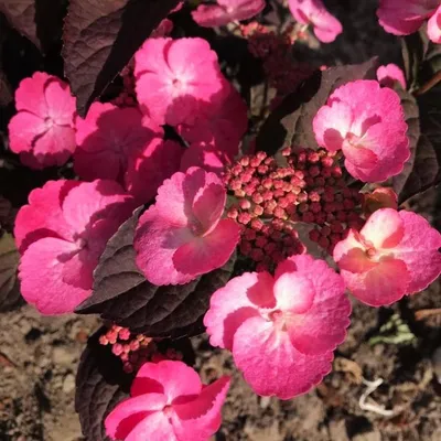 Гортензия пильчатая Дэа Девил (Hydrangea serrata Dare Devil) 2л, цена в  Санкт-Петербурге от компании Вилла-планта (садовый центр и питомник  растений, ландшафтное бюро)