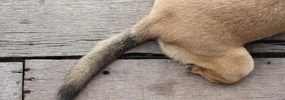 Котопёс Жлобин on Instagram: \"Собака Альма метис 7 лет поступила на прием с  жалобой на поражение кожи и зуд.🐕 При осмотре выявлены эрозии и корки в  области кожно-слизистой каймы глаз, носа, ротовой