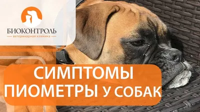 Мастит у собак - Собаки обзор на Gomeovet