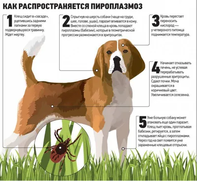 Сахарный диабет у собак, симптомы и лечение, чем кормить