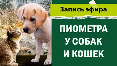 Течка у собак 🐕 – сколько длится, признаки и симптомы, помощь питомцу