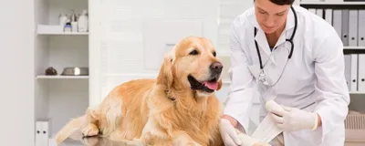 Мастит у собаки: что делать, как и чем лечить, фото