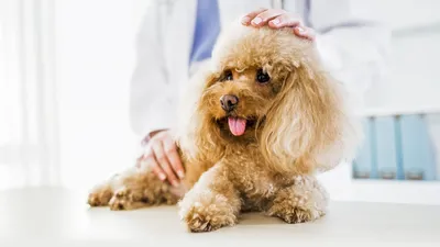 Ювенильный вагинит собак | Ветеринарная клиника доктора Шубина