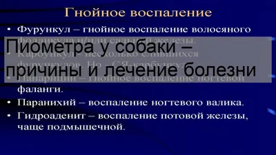 Пиометра у собак и кошек: причины, симптомы, лечение | PRO PLAN