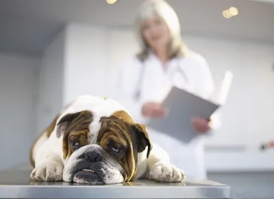 Пиометра у собак: признаки, лечение, профилактика | Hill's