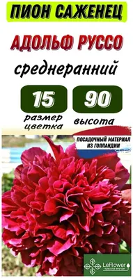 Пион Саженец, Адольф Руссо, 1шт — купить в интернет-магазине по низкой цене  на Яндекс Маркете