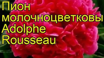 Пион Адольф Руссо – Adolphe Rousseau