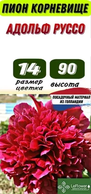 Пион травянистый Adolphe Rousseau (Адольф Руссо) купить в Украине с  доставкой | Цена в Svitroslyn.ua