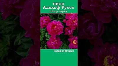 Саженцы пиона адольф руссо купить в Москве по цене от 3500 рублей