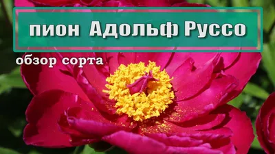 Пион Адольф Руссо: купить в Карабаше - цена 500₽ за 1 шт. - Доставка Почтой