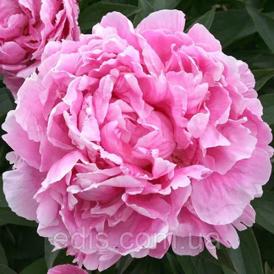 Paeonia Dr. Alexander Fleming - Peonies - My Peony Society