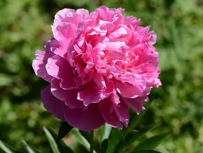 Купить Пион молочноцветковый \"Александр Флеминг\" (Paeonia lactiflora 'Alexander  Fleming') от 1 299 руб. в интернет-магазине Архиленд с доставкой почтой по  Москве и в регионы