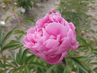 Пион молочноцветковый Александр Флеминг Paeonia lactiflora Dr. Alexander  Fleming 5л — цена в LETTO