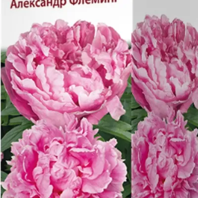 Купить Пион розовый «Александр Флеминг», Голландия в Москве и Подмосковье