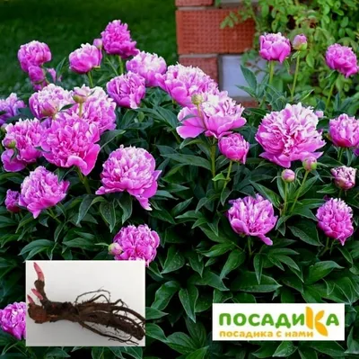 пион Александр Флеминг — RoseCatalog.ru