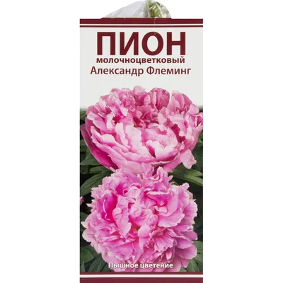 Пион \"Александр Флеминг\" - цена, купить цветы упаковками с доставкой в  Москве - магазин ПРОСТОЦВЕТЫ