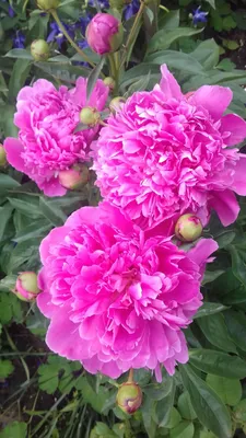 Купить Пион молочноцветковый \"Александр Флеминг\" (Paeonia lactiflora 'Alexander  Fleming') от 1 299 руб. в интернет-магазине Архиленд с доставкой почтой по  Москве и в регионы