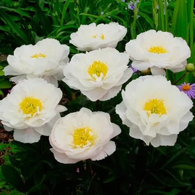 ᐅ Пион \"Америка\" (Paeonia \"America\") купить по цене производителя  ✓доставкой почтой в магазине ❀Пролисок❀ Украина - Интернет-магазин  «Пролисок» - садовые растения почтой