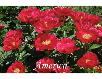 Купить Пион Америка | America (травянистый) (Осень 2024 г.) в  Ростове-на-Дону с доставкой по России | Мой Сад