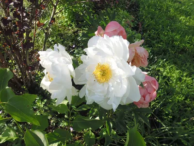 Купить Пион молочноцветковый \"Америка\" (Paeonia lactiflora 'America') от 2  299 руб. в интернет-магазине Архиленд с доставкой почтой по Москве и в  регионы