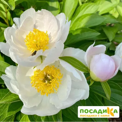 Пион Мисс Америка (Paeonia Miss America)