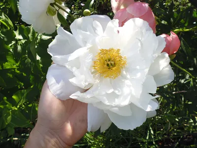 Пион Мисс Америка (Paeonia Miss America)