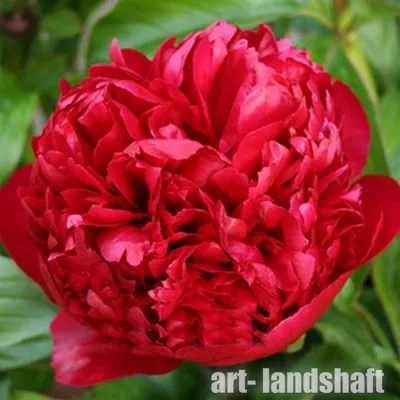 Here's an example of a perfect White Avalanche peony. | Peonies, Peony  farm, White peonies