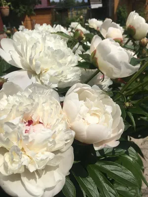 Пион Аваланш (Paeonia Avalanche) купить в Москве по низкой цене из  питомника, доставка почтой по всей России | Интернет-магазин Подворье