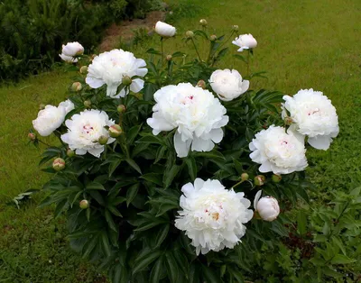 Пион гибридный Май Лав: купить в Москве саженцы Paeonia hybrida My Love в  питомнике «Медра»