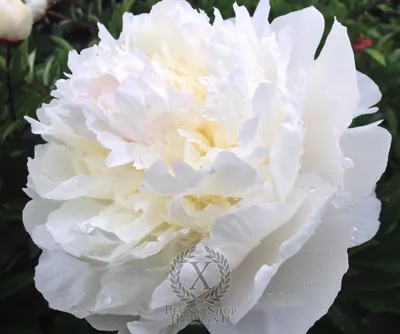 Peony Avalanche at peony nursery Peonyshop.com