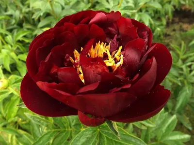 Buckeye belle peony. Бакай Белле пион. Пулков сад - YouTube