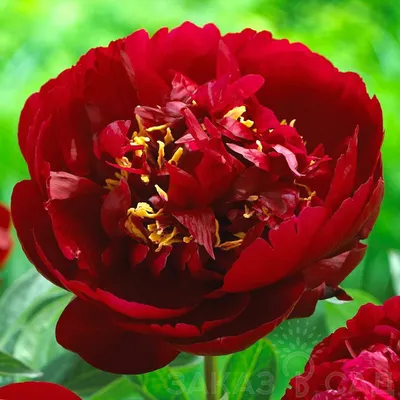 Купить ПИОН ТРАВЯНИСТЫЙ БАКАЙ БЕЛЛ Paeonia Buckeye Belle - Садовый центр  «Любимый сад»