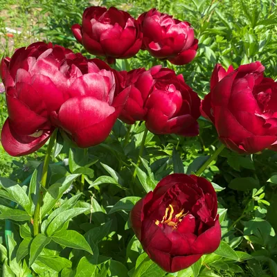 Пион Бакай Белл (Buckeye Belle): описание, фото, посадка и уход, отзывы