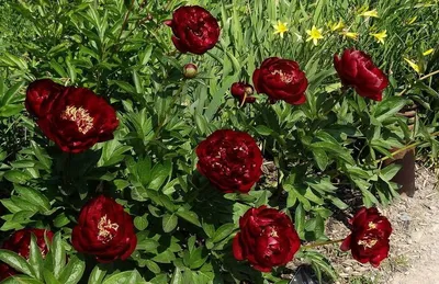 Пион Бакай Белл – Paeonia Buckeye Belle